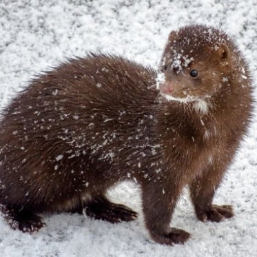 Mink