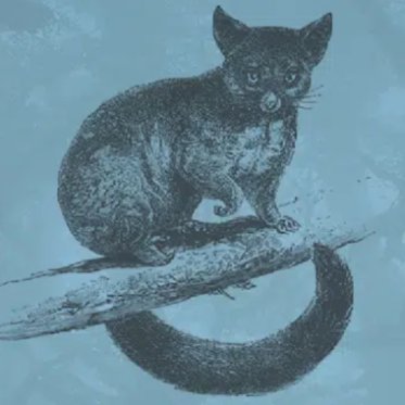 Possum