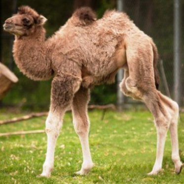Babykamel