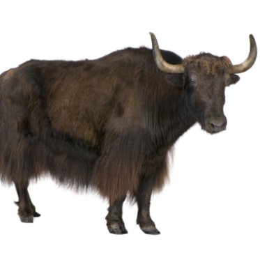 Yak