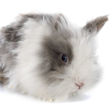 Angora