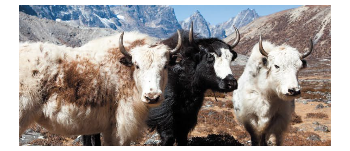 YAK