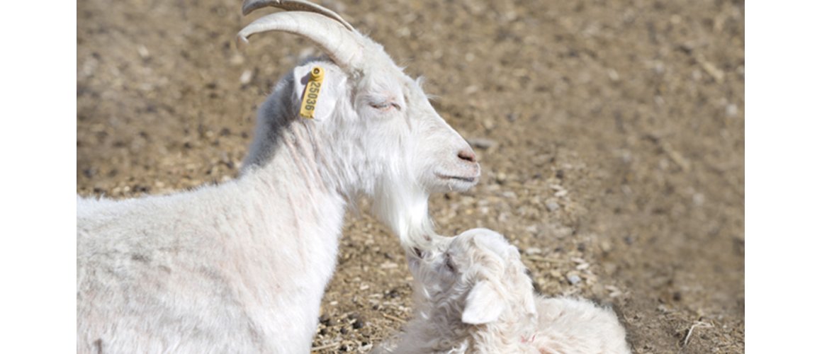 Cashmeregeit og -Baby